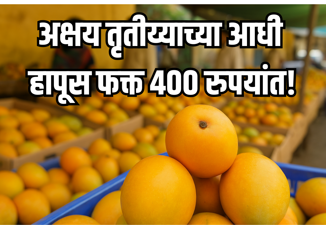 हापूस आंबा दर 2025